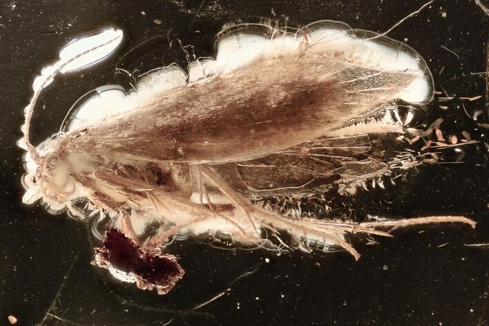 Detailed Fossil Moth (Lepidoptera) in Baltic Amber #346387